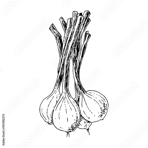 Highly detailed, hand drawn, and vectorized illustration of a Spring Onion. The illustration is fully editable and comes as single file in format SVG.