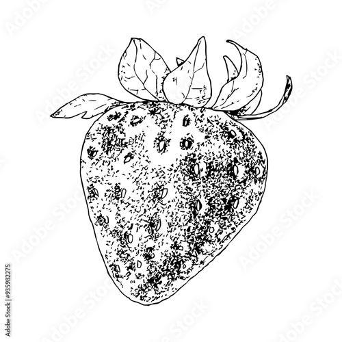 Highly detailed, hand drawn, and vectorized illustration of a Strawberry. The illustration is fully editable and comes as single file in format SVG photo