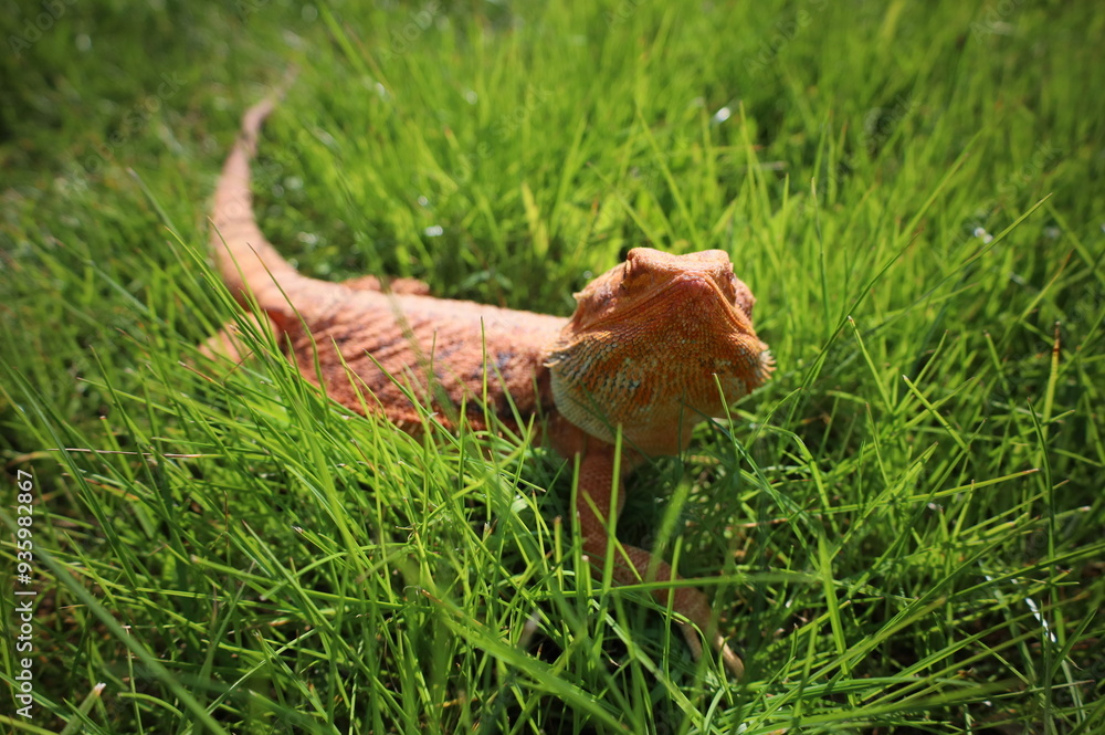 Bearded dragon basking in the sun Bearded dragon basking in the sun