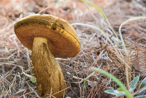 mushroom Suillellus luridus (Boletus luridus) commonly known as the lurid bolete in the forest