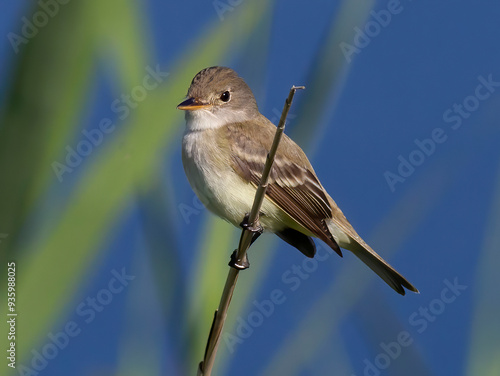 flycatcher
