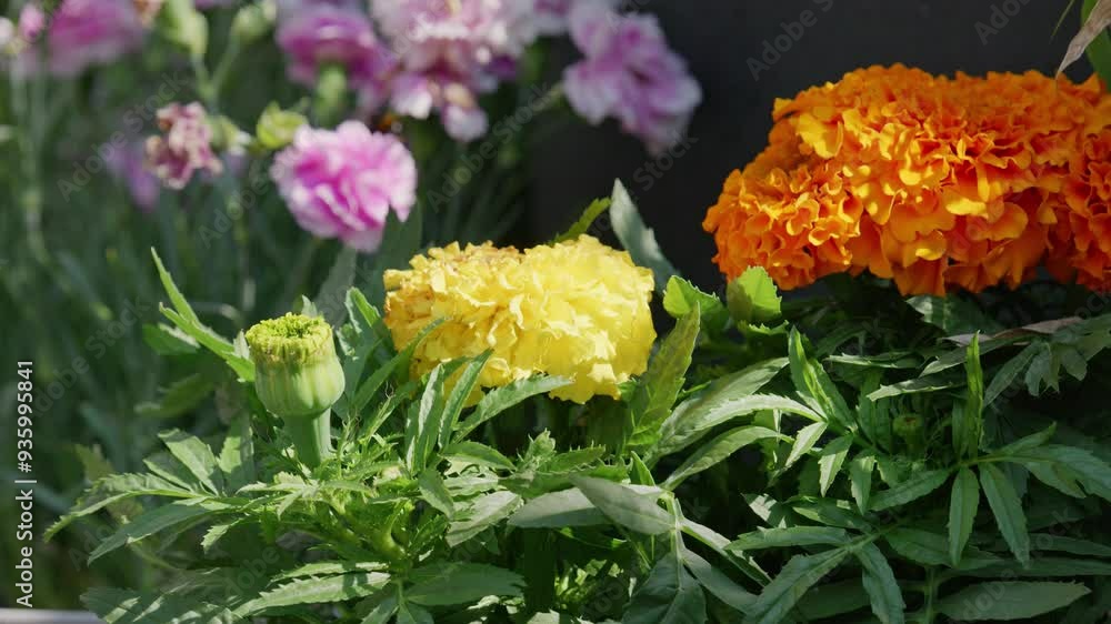 Vibrant summer flowers of various hues, showcasing dahlias with their delicate blossoms Vibrant summer flowers of various hues, showcasing dahlias with their delicate blossoms