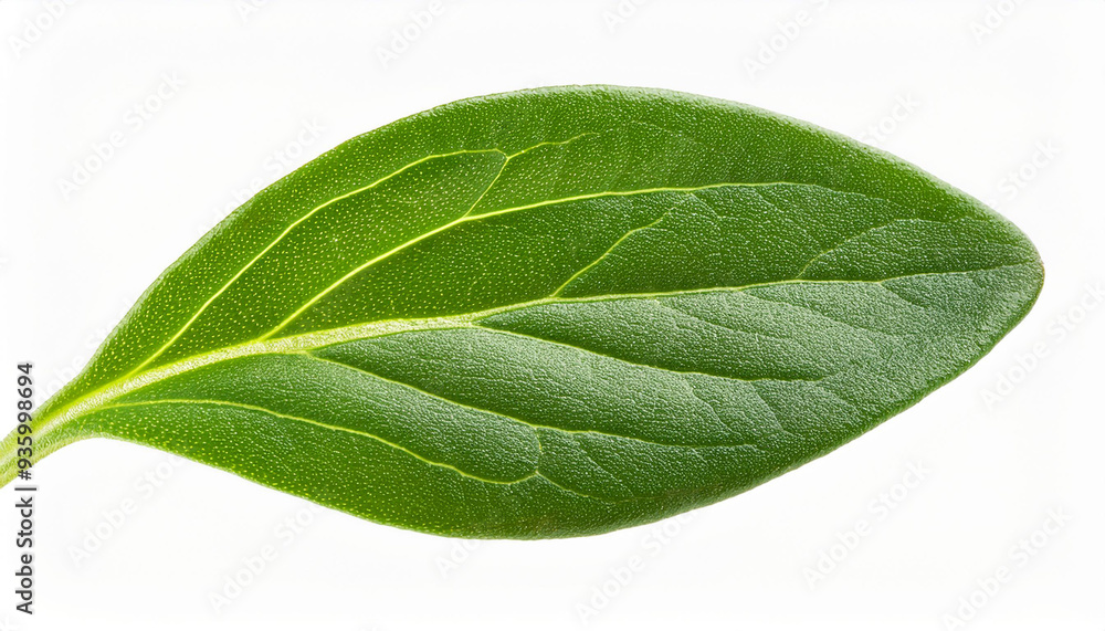 Obraz premium Green Thyme leaf isolated on white