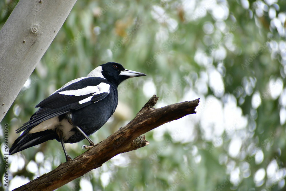 Obraz premium magpie south Australian