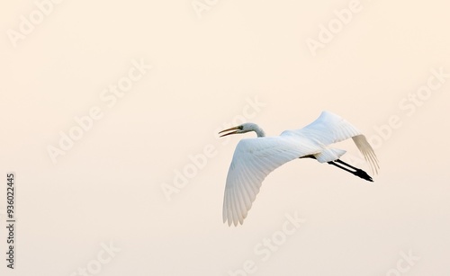 Obraz na płótnie great egret, ardea alba, in the wild w salonie