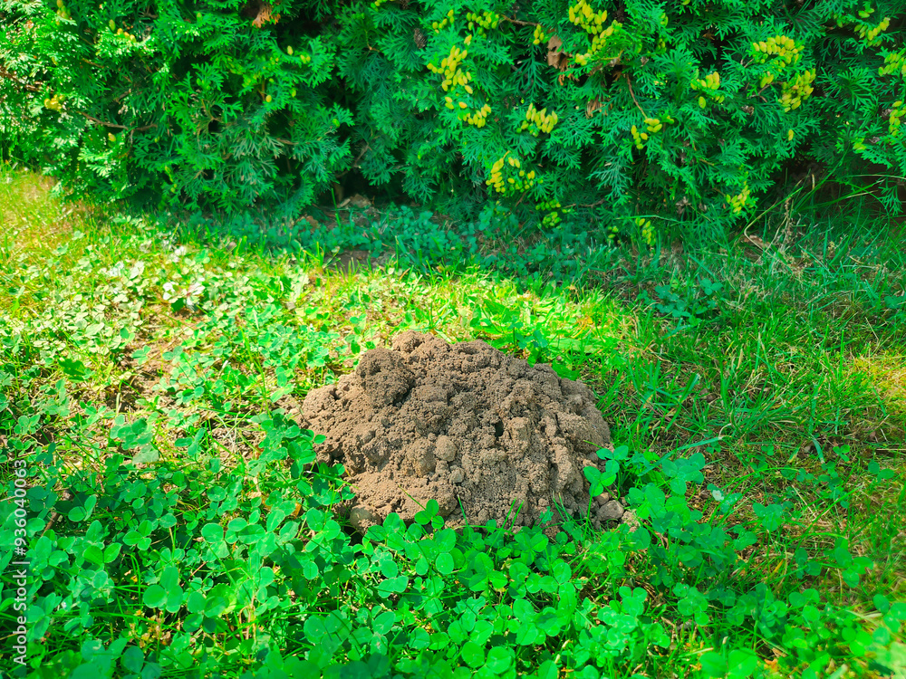 Fresh Molehill in Lush Greenery Fresh Molehill in Lush Greenery