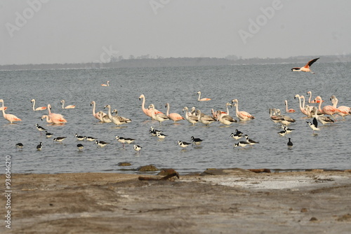 Flamingo in the lake