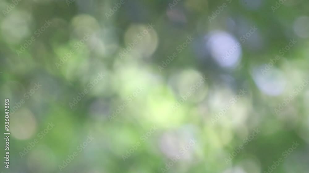 Morning Light Through Trees with Soft Green and White Bokeh Morning Light Through Trees with Soft Green and White Bokeh