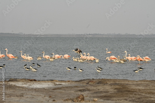 Flamingo in the lake