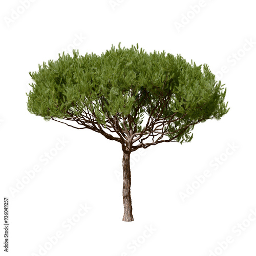 Pinus pinaster, the maritime pine or cluster pine, is a pine tree native to the south Atlantic Europe region and  the western Mediterranean. 3d illustration. Isolated for composition.	 photo