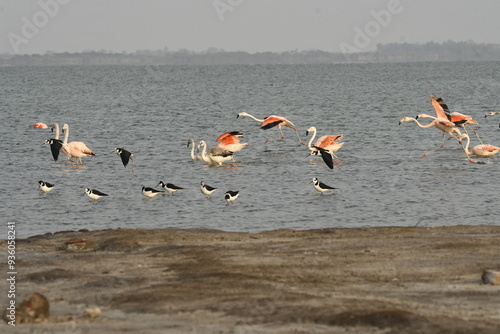 Flamingo in the lake