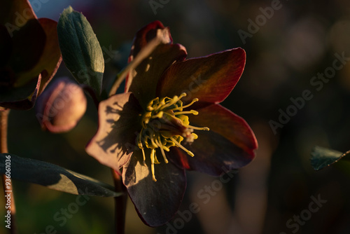 beautiful flower plant hellebore, blooming garden