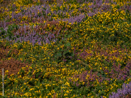 Heather and Gorse out at the Range Anglesey North Wales