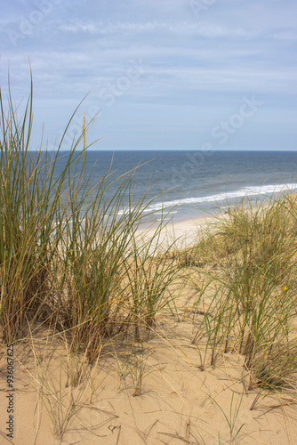 Wallpaper Mural Dünengrass auf Sylt Torontodigital.ca