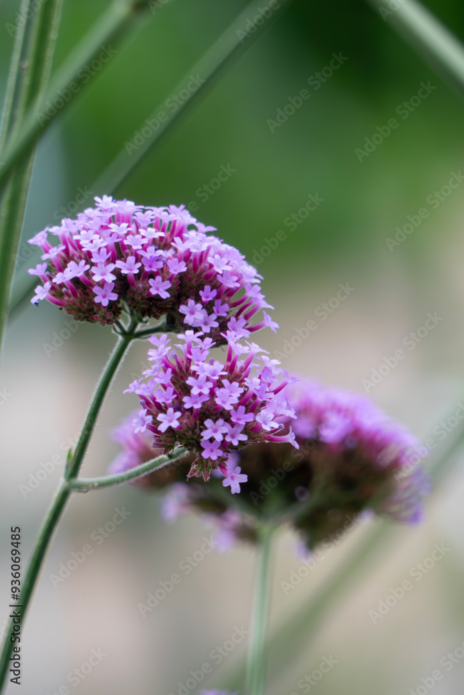 正に花笠　小さな花が無数に咲く紫色のヤナギハナガサ