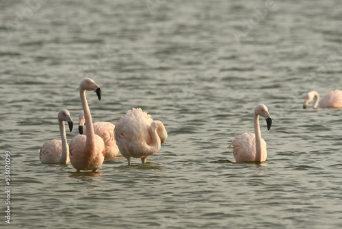 Flamingo in the lake