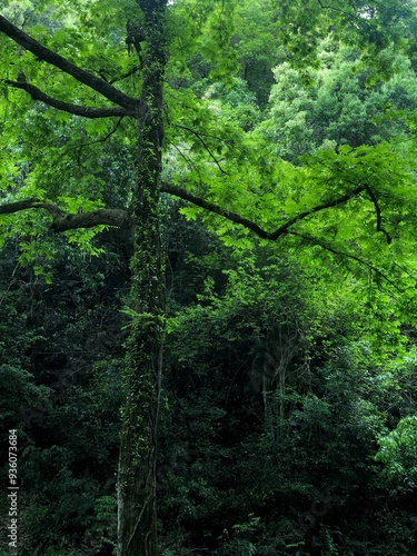 trees in the forest