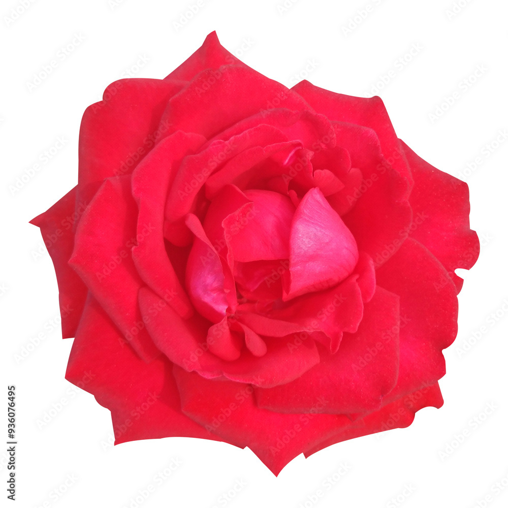 Red Rose Flower Stock Photo Red Rose Flower Stock Photo