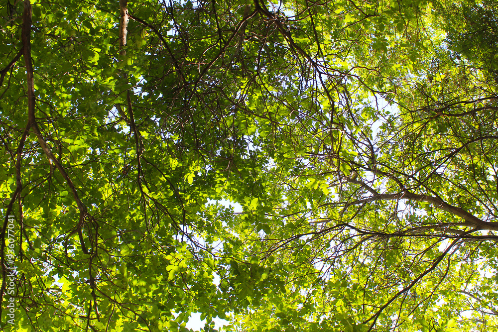 green leaves in the sun green leaves in the sun