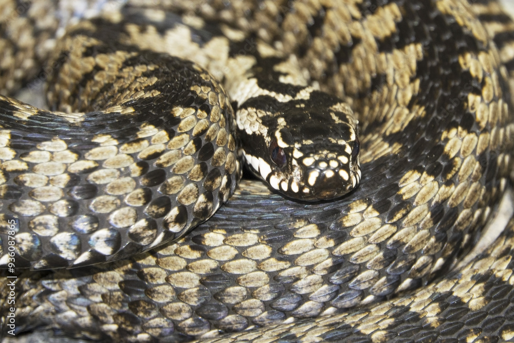 Vipera berus, also known as the common European adder Vipera berus, also known as the common European adder