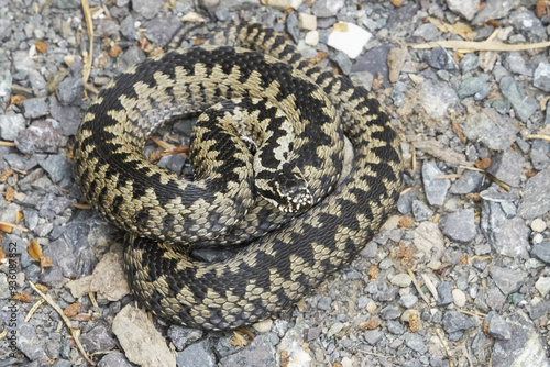 Vipera berus, also known as the common European adder
