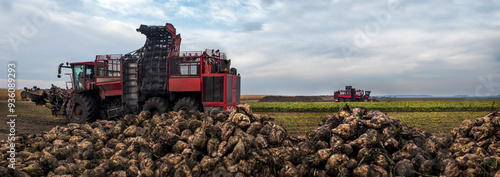 Machine for harvesting sugar beet on field near pile of sugar beet, cloudy sk...