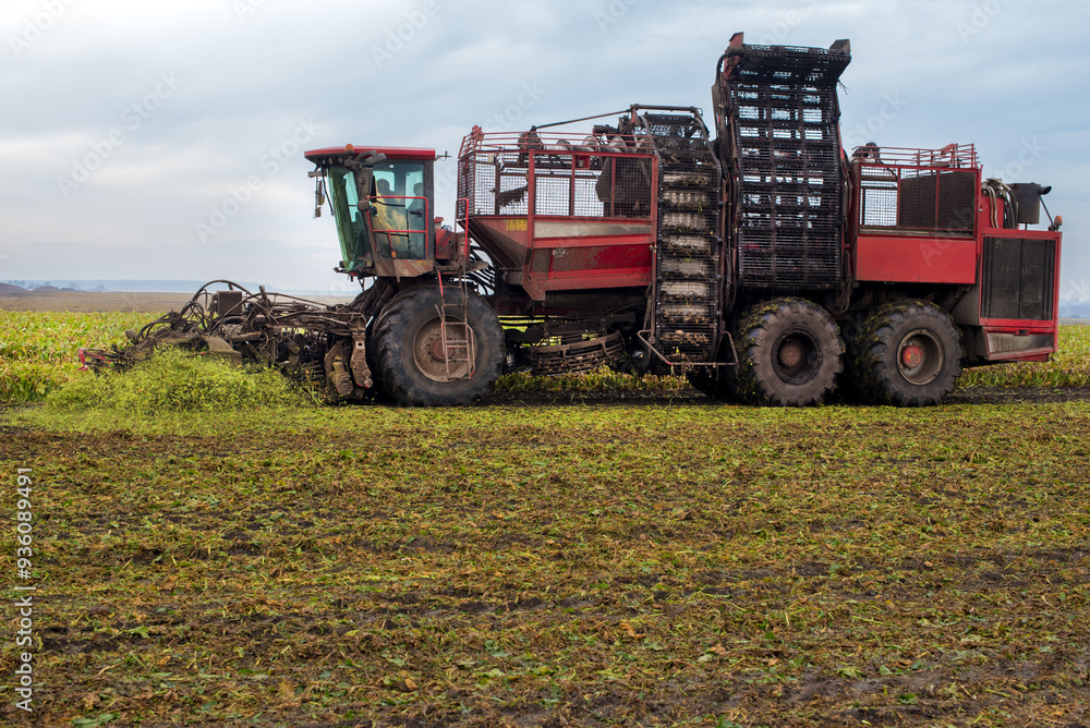 Obraz premium beet harvester in the process of harvesting at autumn