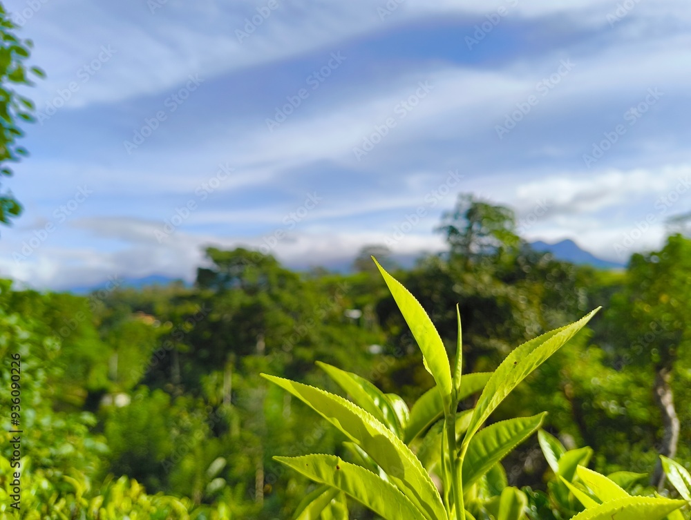 Fototapeta premium Tea leaf on a day with a clear blue sky