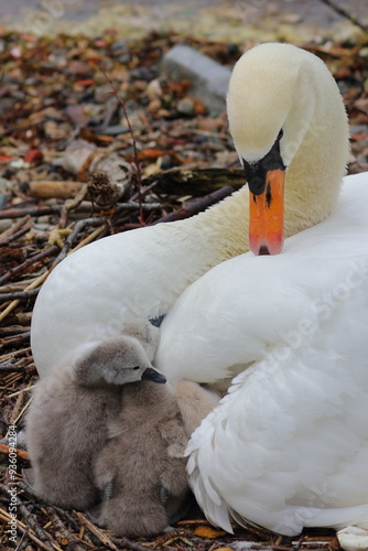 mute swan photo