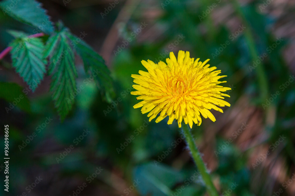 A lonely dandelion in a forest clearing A lonely dandelion in a forest clearing