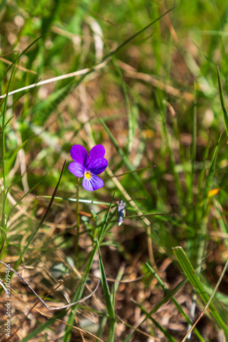 Small blooming violet in spring photo