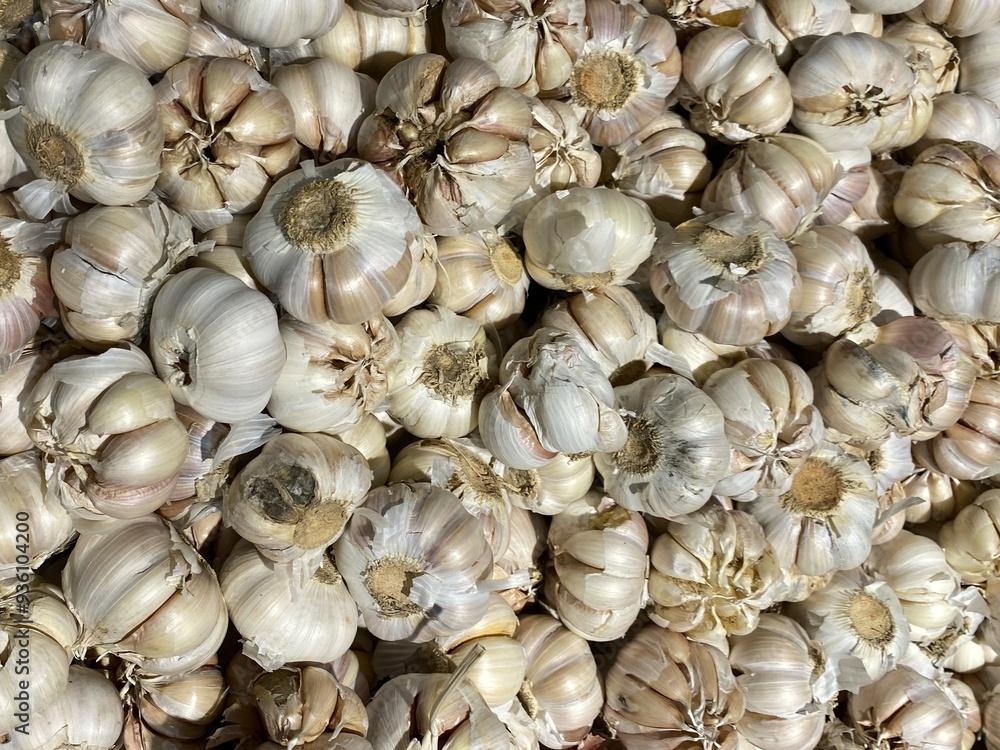 garlic on market garlic on market