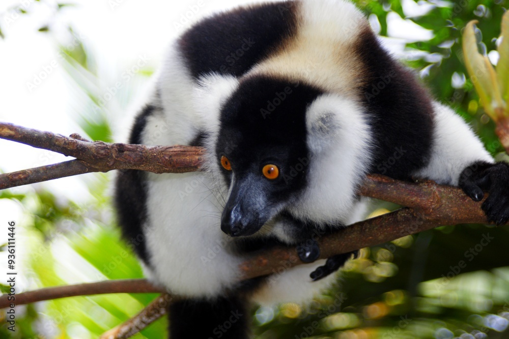 Fototapeta premium Madagascar, Black and white ruffed lemur or Varecia variegata, a species of the lemur family