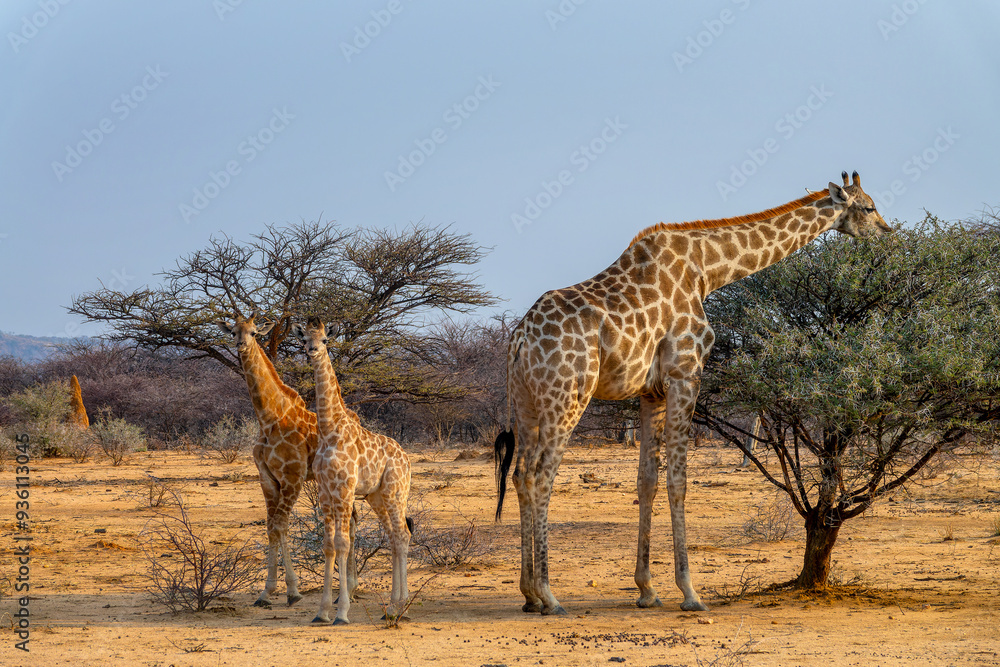 Photo of two cute baby giraffes with her mother in the savanna, giraffe family, wildlife and game drive in Namibia, Africa