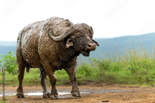 Old Affrican Buffalo (Syncerus caffer) bull walking after a mud bath in Hluhluwe Imfolozi National Park in South Africa photo