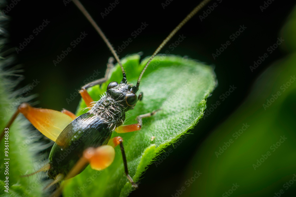 Fototapeta premium Small black crickets in nature.