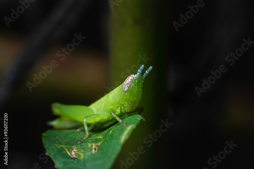 Little green grasshopper in the field