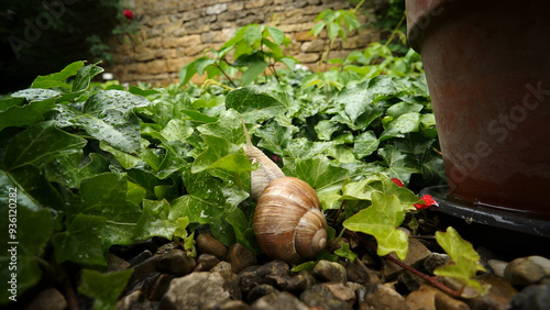 snail on a leaf after rain. snail in garden.