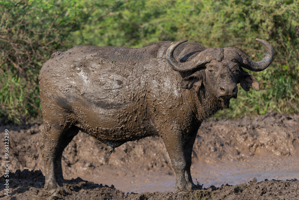 Obraz premium Old Affrican Buffalo (Syncerus caffer) bull walking after a mud bath in Hluhluwe Imfolozi National Park in South Africa
