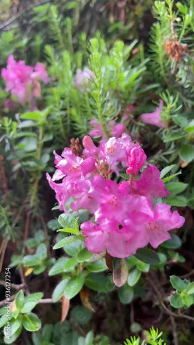 Wallpaper Mural Close-up and details of wilde Rhododendron ferrugineum in alpine valley, Dolomites, Italy Torontodigital.ca
