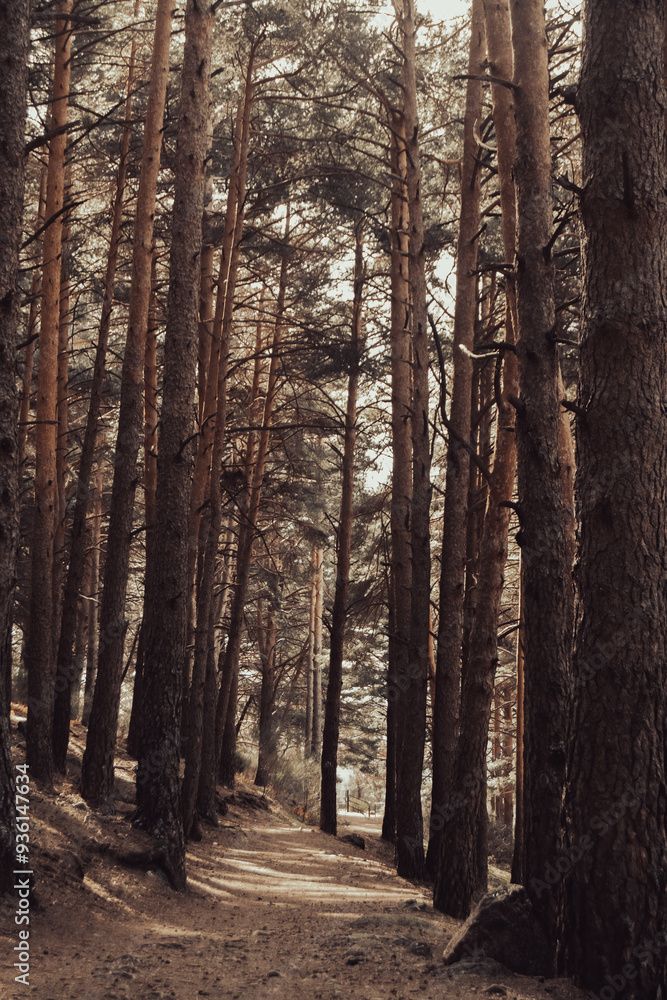 Naklejka premium Bosque