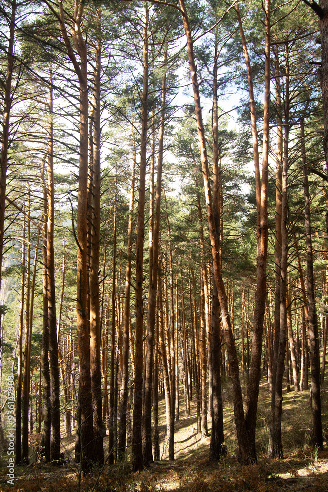 Fototapeta premium Bosque