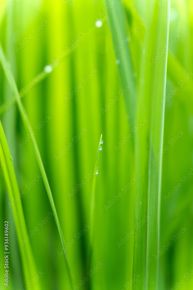 dew on grass dew on grass