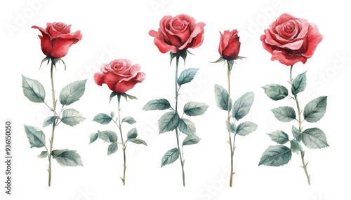Fototapeta Naklejka Na Ścianę i Meble -  set of red rose flowers watercolor isolated on transparent background cutout