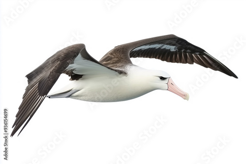 Albatross in flight isolated on white background