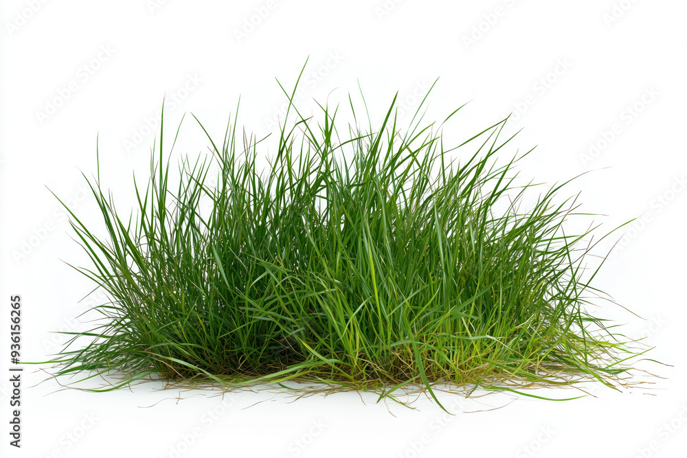 Isolated wild grass on a white backdrop Isolated wild grass on a white backdrop