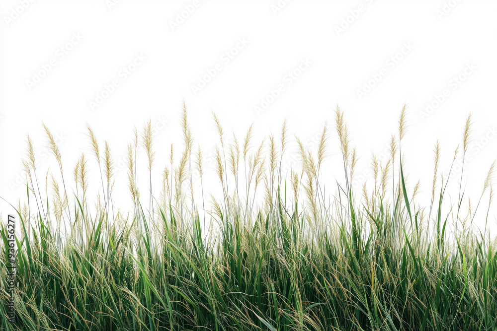 Fototapeta premium Wild grass against a white background