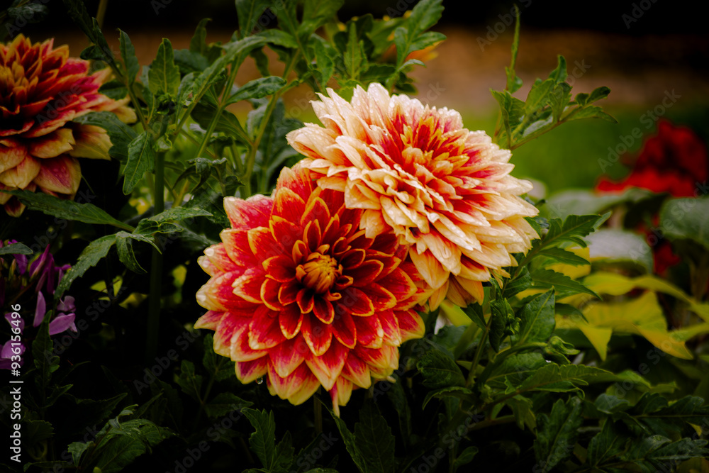 Flores Flores