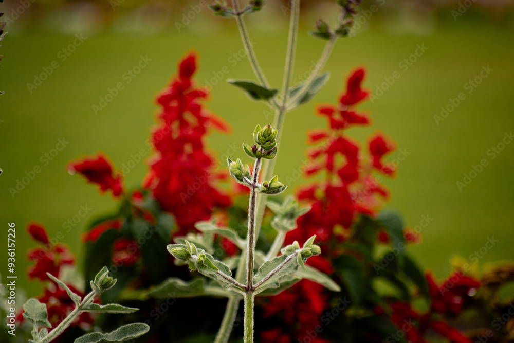 Flores Flores