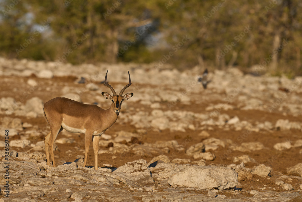 Male Black-faced Impala (Aepyceros melampus petersi) displaying during the annual rut at a waterhole in Etosha National Park, Namibia. Male Black-faced Impala (Aepyceros melampus petersi) displaying during the annual rut at a waterhole in Etosha National Park, Namibia.